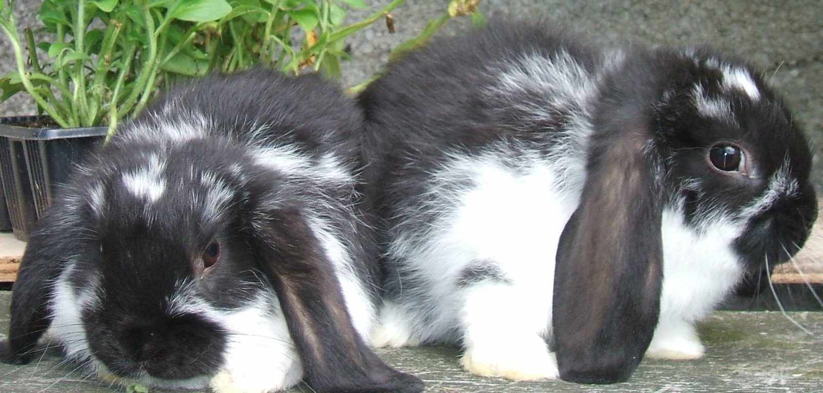baby mini lop rabbit, baby dwarf lop rabbit, baby German lop rabbit