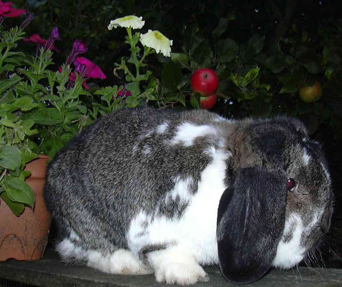 mini lop rabbit, dwarf lop rabbit and German lop rabbit