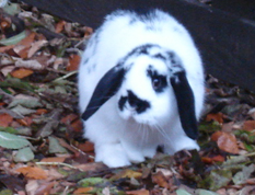 mini lop rabbit and dwarf lop rabbit