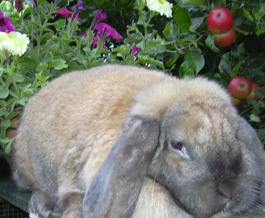 mini lop rabbit, dwarf lop rabbit and German lop rabbit