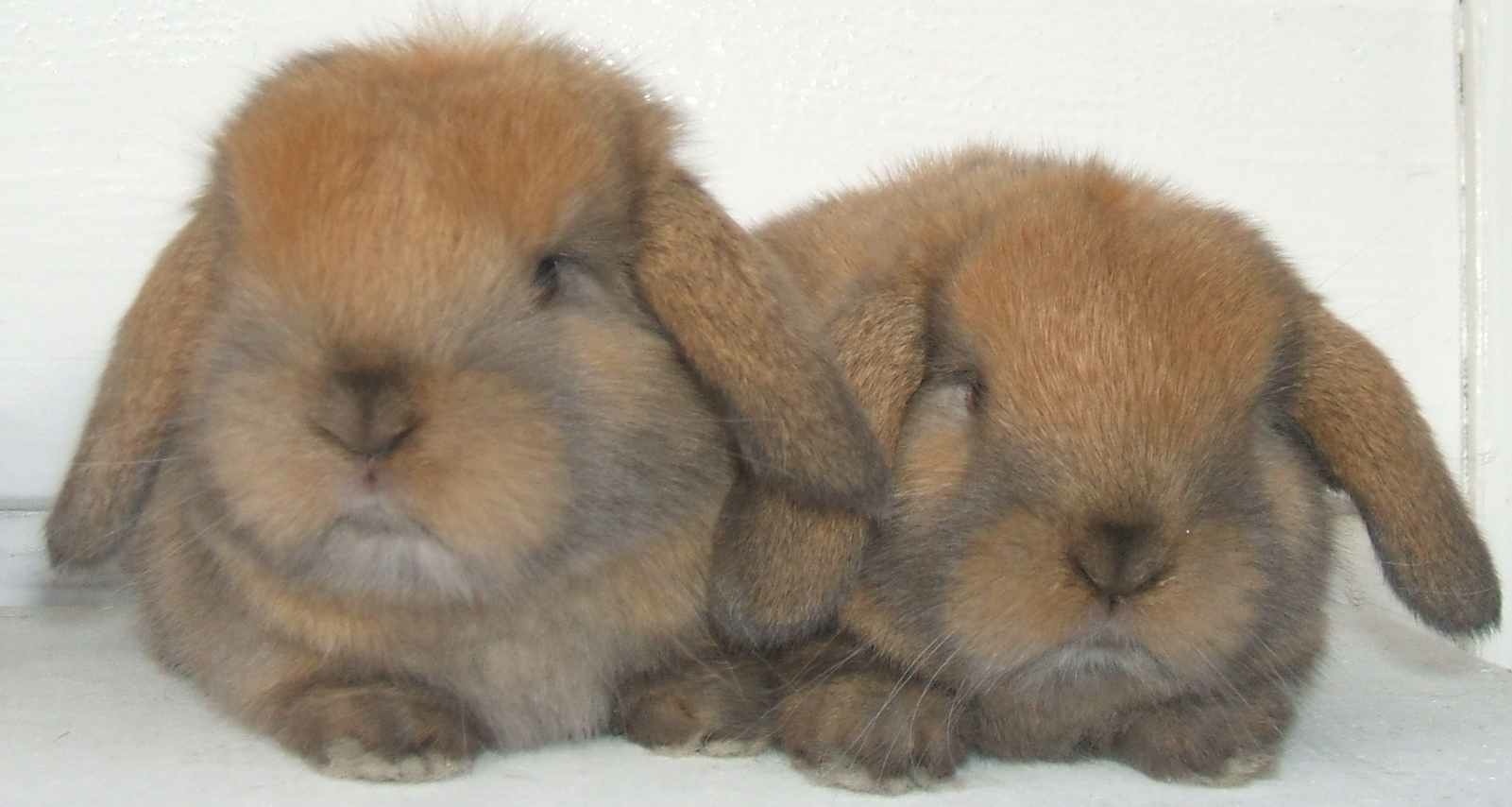 baby mini lop rabbit, baby dwarf lop rabbit, baby German lop rabbit